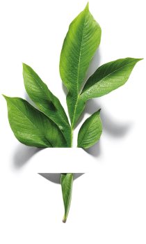 Garnier Bio Konjac čistilna gobica za vse tipe kože