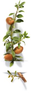 Garnier Bio Argan ošetrujúci balzam pre suchú až veľmi suchú pokožku