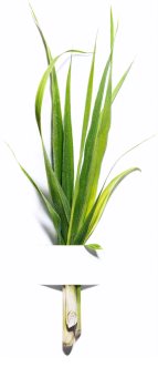 Garnier Bio Lemongrass gel nettoyant détoxifiant