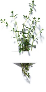 Garnier Organic Thyme Perfecting Lotion