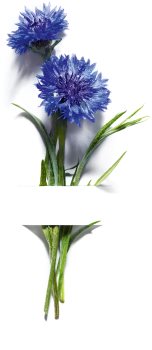 Garnier Bio Cornflower micelarna voda
