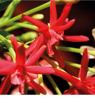 Gucci Bloom parfumska voda za ženske 50 ml darilna škatljica