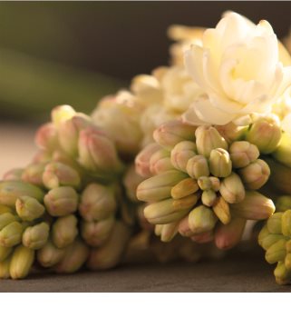 Gucci Bloom parfemska voda za žene 100 ml