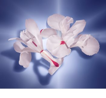 Lancôme La Vie Est Belle L’Absolu eau de parfum pour femme 40 ml
