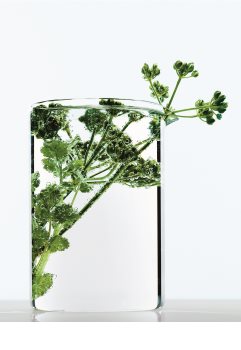 L’Oréal Paris Botanicals Strength Cure šampon za šibke lase