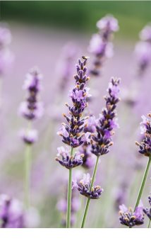 L’Oréal Paris Botanicals Lavender balsam pentru par fin