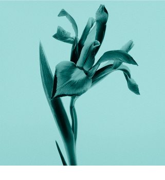 Tiffany & Co. Tiffany & Co. Sheer eau de toilette nőknek 75 ml