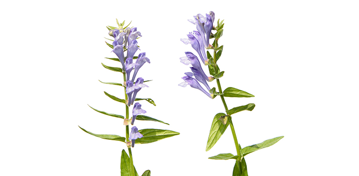 Baikal Skullcap