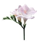 Armani Sì Nacre Edition eau de parfum pour femme 50 ml edition limitée