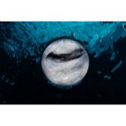 Biotherm Life Plankton máscara regeneradora e apaziguadora