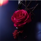Lancôme La Nuit Trésor À La Folie eau de parfum pentru femei 50 ml