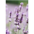 L’Oréal Paris Botanicals Lavender Conditioner für feines Haar
