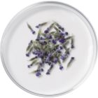 L’Oréal Paris Botanicals Lavender Conditioner für feines Haar