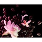 Yves Saint Laurent Black Opium Floral Shock Eau de Parfum for Women 50 ml